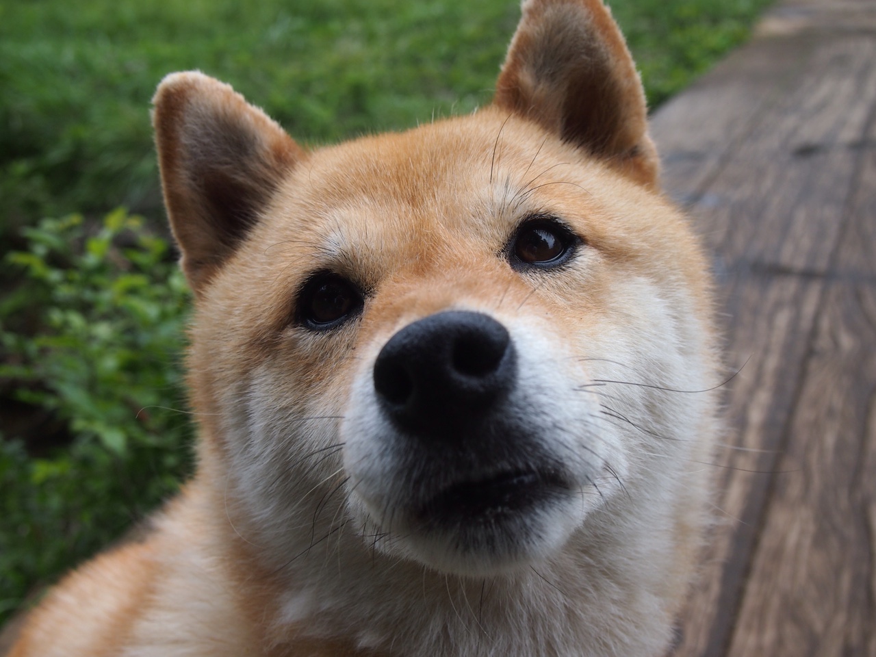 雷火电竞充值-宿命延续！潘帕斯雄鹰再克非洲雄鹰，劳塔罗替补闪耀定乾坤
