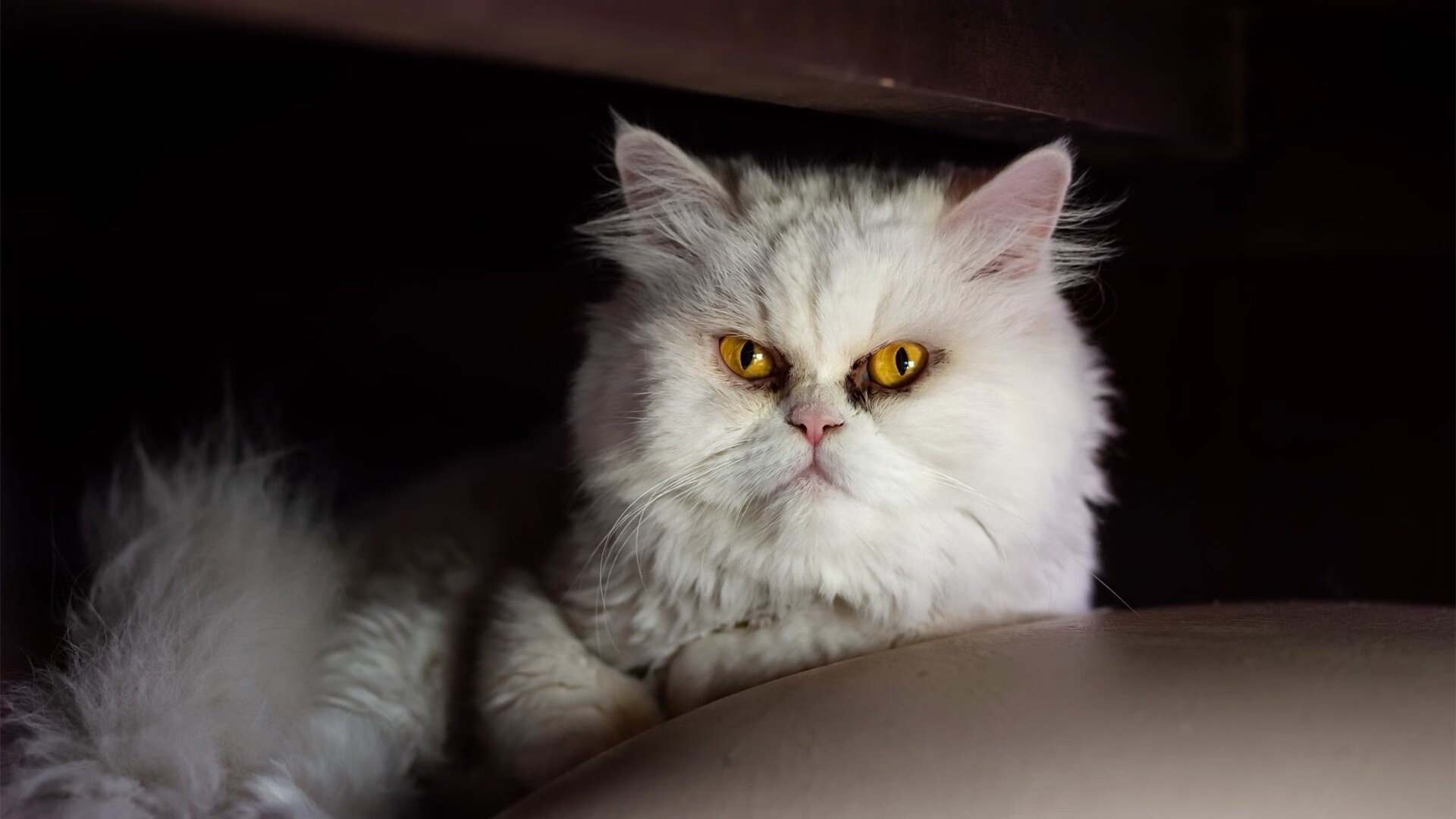 东契奇用魔术棒指挥,篮网沦为迷途猎物